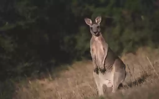 Kangaroo in the Wild from Chrome web store to be run with OffiDocs Chromium online Kangaroo in the Wild from Chrome web store to be run with OffiDocs Chromium online