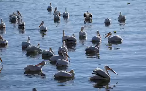 Lake and Birds from Chrome web store to be run with OffiDocs Chromium online Lake and Birds from Chrome web store to be run with OffiDocs Chromium online