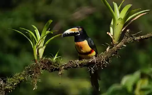 Large billed forest bird from Chrome web store to be run with OffiDocs Chromium online Large billed forest bird from Chrome web store to be run with OffiDocs Chromium online