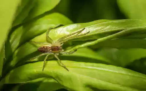 Little spider on a young leaf boat from Chrome web store to be run with OffiDocs Chromium online Little spider on a young leaf boat from Chrome web store to be run with OffiDocs Chromium online