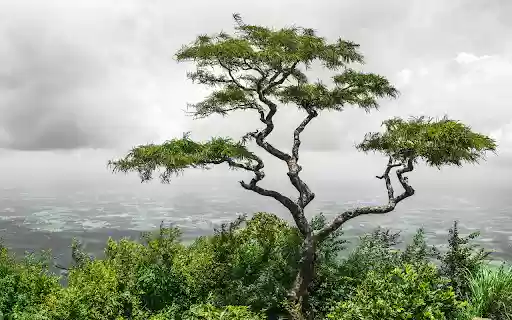lonely tropical tree valley nelliyampathy hills kerala india from Chrome web store to be run with OffiDocs Chromium online lonely tropical tree valley nelliyampathy hills kerala india from Chrome web store to be run with OffiDocs Chromium online