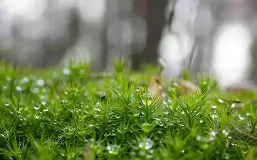 Lush green moss from Chrome web store to be run with OffiDocs Chromium online Lush green moss from Chrome web store to be run with OffiDocs Chromium online
