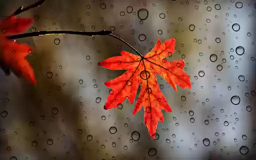 Maple leaves from Chrome web store to be run with OffiDocs Chromium online Maple leaves from Chrome web store to be run with OffiDocs Chromium online