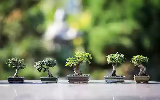 Mini ornamental pots from Chrome web store to be run with OffiDocs Chromium online Mini ornamental pots from Chrome web store to be run with OffiDocs Chromium online