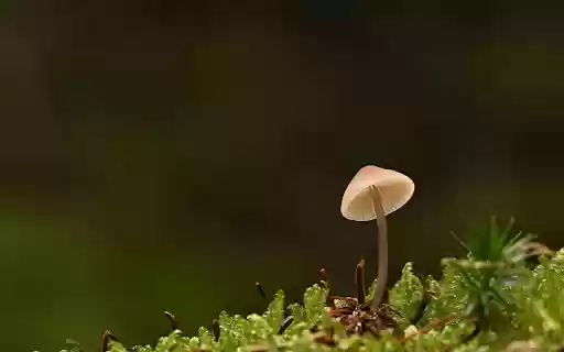 Mushrooms and moss from Chrome web store to be run with OffiDocs Chromium online Mushrooms and moss from Chrome web store to be run with OffiDocs Chromium online