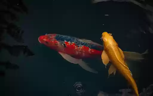 Pair of beautiful ornamental fish from Chrome web store to be run with OffiDocs Chromium online Pair of beautiful ornamental fish from Chrome web store to be run with OffiDocs Chromium online