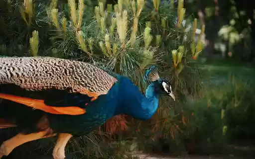 Peacock Green Garden from Chrome web store to be run with OffiDocs Chromium online Peacock Green Garden from Chrome web store to be run with OffiDocs Chromium online