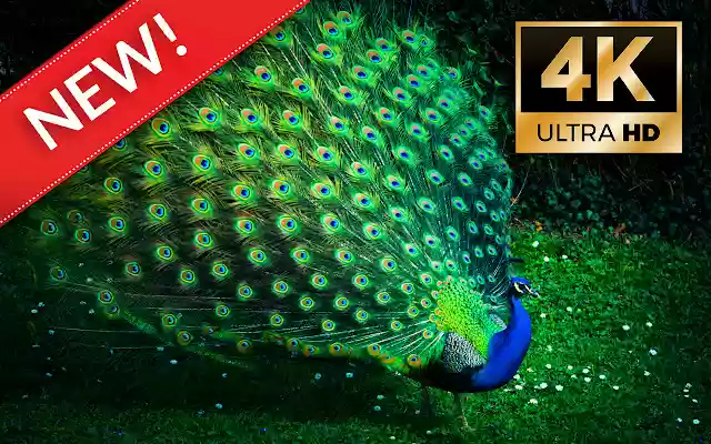 Peacocks HD Wallpapers Custom New Tab from Chrome web store to be run with OffiDocs Chromium online Peacocks HD Wallpapers Custom New Tab from Chrome web store to be run with OffiDocs Chromium online