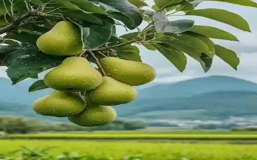 pear wallpaper from Chrome web store to be run with OffiDocs Chromium online pear wallpaper from Chrome web store to be run with OffiDocs Chromium online