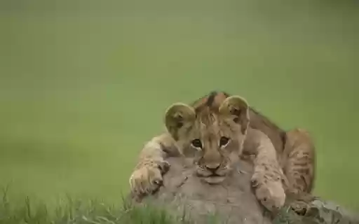 Playful Lion Cubs: The Future Kings of the Savanna from Chrome web store to be run with OffiDocs Chromium online Playful Lion Cubs: The Future Kings of the Savanna from Chrome web store to be run with OffiDocs Chromium online