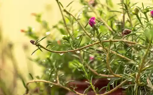 Portulaca grandiflora from Chrome web store to be run with OffiDocs Chromium online Portulaca grandiflora from Chrome web store to be run with OffiDocs Chromium online