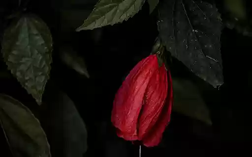 Red flower at night from Chrome web store to be run with OffiDocs Chromium online Red flower at night from Chrome web store to be run with OffiDocs Chromium online