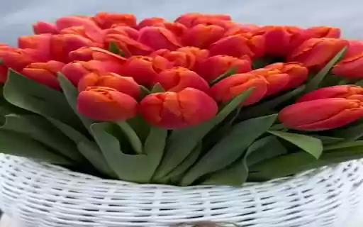 Red tulip bouquet wallpaper from Chrome web store to be run with OffiDocs Chromium online Red tulip bouquet wallpaper from Chrome web store to be run with OffiDocs Chromium online