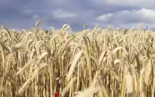 Ripe barley field from Chrome web store to be run with OffiDocs Chromium online Ripe barley field from Chrome web store to be run with OffiDocs Chromium online