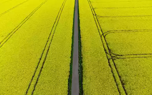 road and yellow flowers from Chrome web store to be run with OffiDocs Chromium online road and yellow flowers from Chrome web store to be run with OffiDocs Chromium online