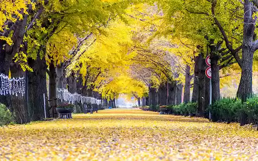 row of yellow ginkgo trees in Asan from Chrome web store to be run with OffiDocs Chromium online row of yellow ginkgo trees in Asan from Chrome web store to be run with OffiDocs Chromium online