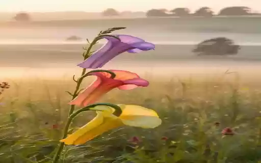 Shape into three trumpet shaped flowers from Chrome web store to be run with OffiDocs Chromium online Shape into three trumpet shaped flowers from Chrome web store to be run with OffiDocs Chromium online