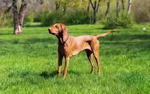 Shiny yellow dog from Chrome web store to be run with OffiDocs Chromium online Shiny yellow dog from Chrome web store to be run with OffiDocs Chromium online