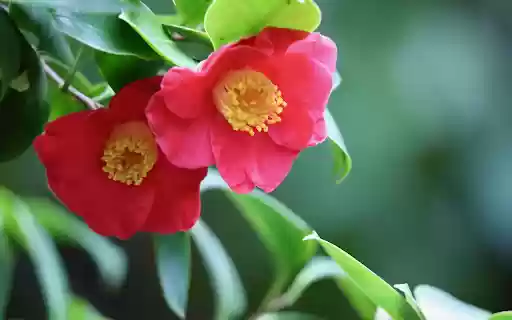 Single black tea to welcome spring from Chrome web store to be run with OffiDocs Chromium online Single black tea to welcome spring from Chrome web store to be run with OffiDocs Chromium online