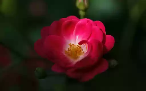 Small Rose Petals from Chrome web store to be run with OffiDocs Chromium online Small Rose Petals from Chrome web store to be run with OffiDocs Chromium online
