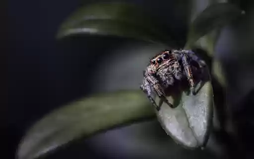 Spider crawling on leaves from Chrome web store to be run with OffiDocs Chromium online Spider crawling on leaves from Chrome web store to be run with OffiDocs Chromium online