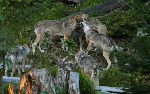 The beautiful and mysterious European gray wolf from Chrome web store to be run with OffiDocs Chromium online The beautiful and mysterious European gray wolf from Chrome web store to be run with OffiDocs Chromium online