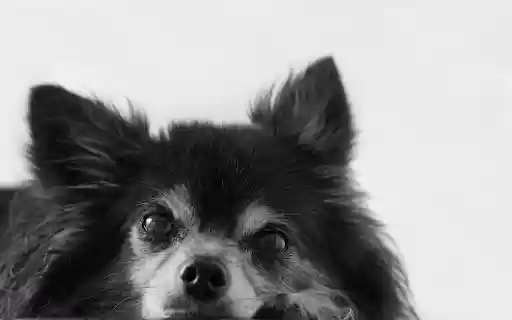 The chihuahua dog from Chrome web store to be run with OffiDocs Chromium online The chihuahua dog from Chrome web store to be run with OffiDocs Chromium online