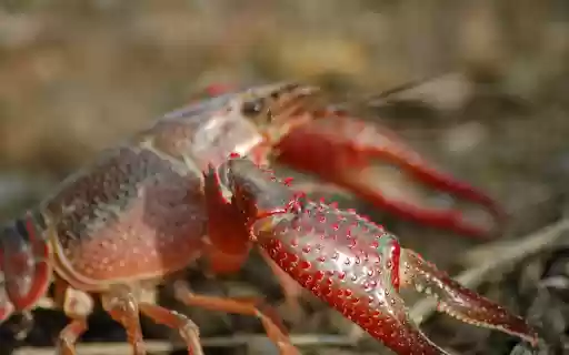 The crab has red claws from Chrome web store to be run with OffiDocs Chromium online The crab has red claws from Chrome web store to be run with OffiDocs Chromium online