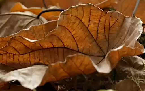 The dry leaves curl from Chrome web store to be run with OffiDocs Chromium online The dry leaves curl from Chrome web store to be run with OffiDocs Chromium online