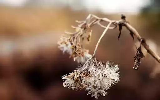 The tree dries and the flowers fade from Chrome web store to be run with OffiDocs Chromium online The tree dries and the flowers fade from Chrome web store to be run with OffiDocs Chromium online