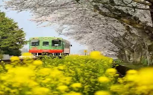 Train among the flower forest wallpapers from Chrome web store to be run with OffiDocs Chromium online Train among the flower forest wallpapers from Chrome web store to be run with OffiDocs Chromium online