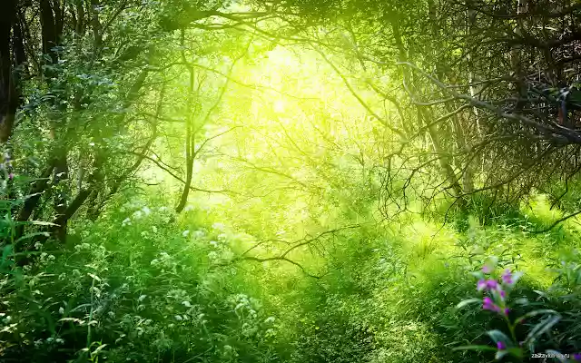 Trees from Chrome web store to be run with OffiDocs Chromium online Trees from Chrome web store to be run with OffiDocs Chromium online