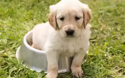 White fur puppy from Chrome web store to be run with OffiDocs Chromium online White fur puppy from Chrome web store to be run with OffiDocs Chromium online