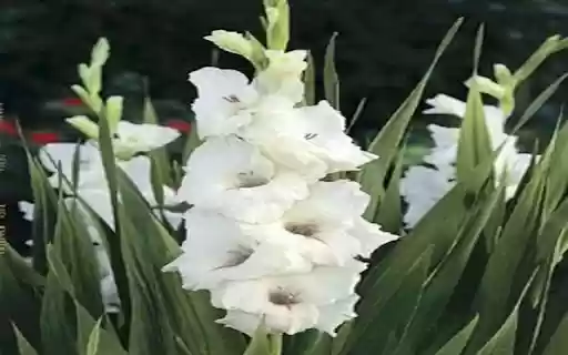 White gladiolus flowers exude a pure, elegant and graceful beauty. from Chrome web store to be run with OffiDocs Chromium online White gladiolus flowers exude a pure, elegant and graceful beauty. from Chrome web store to be run with OffiDocs Chromium online