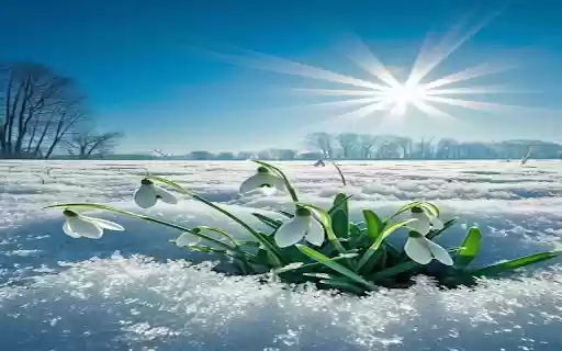 white snowdrop flower wallpaper from Chrome web store to be run with OffiDocs Chromium online white snowdrop flower wallpaper from Chrome web store to be run with OffiDocs Chromium online
