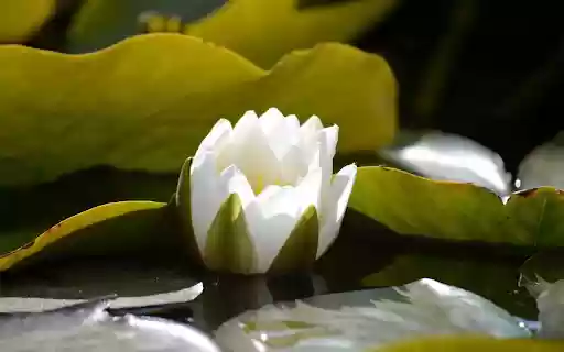 White Water Lilies Blooming from Chrome web store to be run with OffiDocs Chromium online White Water Lilies Blooming from Chrome web store to be run with OffiDocs Chromium online