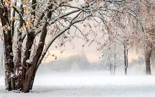 Winter snowfall from Chrome web store to be run with OffiDocs Chromium online Winter snowfall from Chrome web store to be run with OffiDocs Chromium online