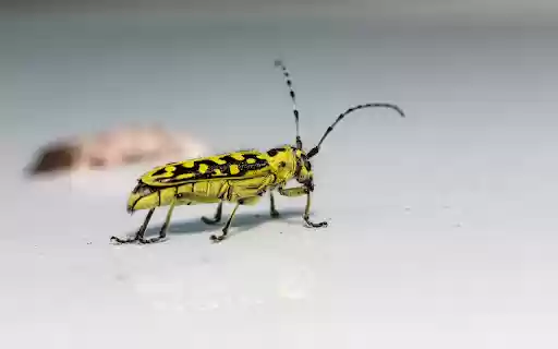 Yellow Beetle from Chrome web store to be run with OffiDocs Chromium online Yellow Beetle from Chrome web store to be run with OffiDocs Chromium online