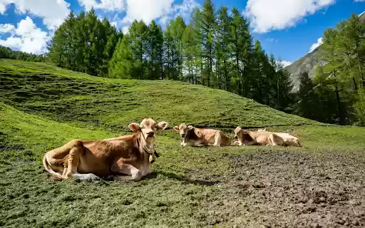 Yellow Cows on Green Hills from Chrome web store to be run with OffiDocs Chromium online Yellow Cows on Green Hills from Chrome web store to be run with OffiDocs Chromium online